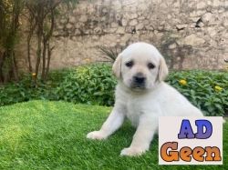 used Labrador puppies available for sale for sale 